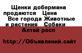 Щенки добермана  продаются › Цена ­ 45 000 - Все города Животные и растения » Собаки   . Алтай респ.